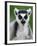 Close-Up of a Ring-Tailed Lemur, Berenty, Madagascar-null-Framed Photographic Print