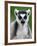 Close-Up of a Ring-Tailed Lemur, Berenty, Madagascar-null-Framed Photographic Print