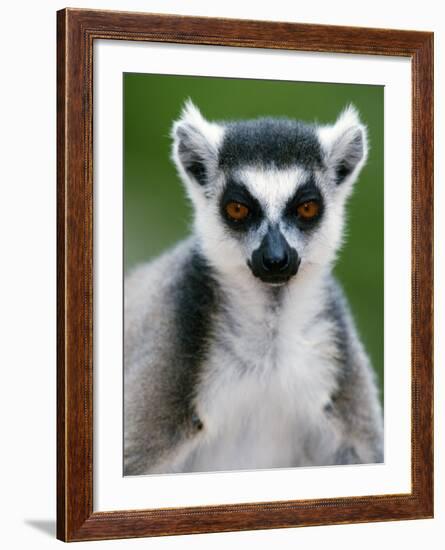 Close-Up of a Ring-Tailed Lemur, Berenty, Madagascar-null-Framed Photographic Print