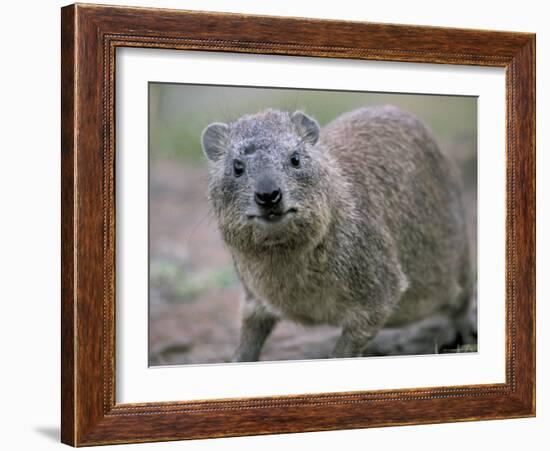 Close-Up of a Rock Hyrax (Heterohyrax Brucei), Kenya, East Africa, Africa-N A Callow-Framed Photographic Print