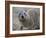 Close-Up of a Rock Hyrax (Heterohyrax Brucei), Kenya, East Africa, Africa-N A Callow-Framed Photographic Print