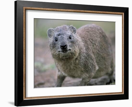 Close-Up of a Rock Hyrax (Heterohyrax Brucei), Kenya, East Africa, Africa-N A Callow-Framed Photographic Print