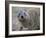 Close-Up of a Rock Hyrax (Heterohyrax Brucei), Kenya, East Africa, Africa-N A Callow-Framed Photographic Print