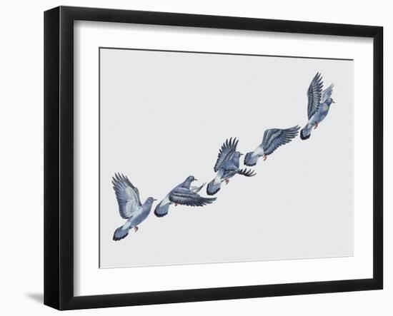 Close-Up of a Rock Pigeon in Flight (Columba Livia)-null-Framed Giclee Print