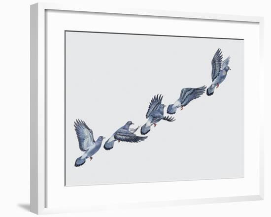 Close-Up of a Rock Pigeon in Flight (Columba Livia)-null-Framed Giclee Print