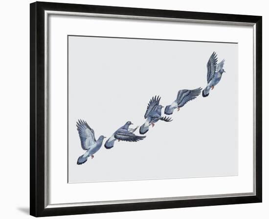 Close-Up of a Rock Pigeon in Flight (Columba Livia)-null-Framed Giclee Print