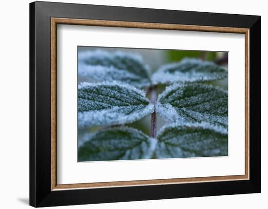 Close-up of a rose berry leaves with frost-Paivi Vikstrom-Framed Photographic Print