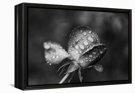 Close-up of a rose, Glendale, Los Angeles County, California, USA-Panoramic Images-Framed Premier Image Canvas