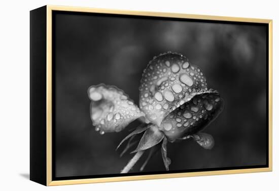 Close-up of a rose, Glendale, Los Angeles County, California, USA-Panoramic Images-Framed Premier Image Canvas