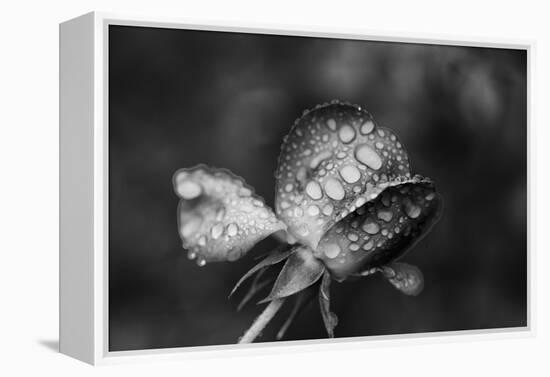 Close-up of a rose, Glendale, Los Angeles County, California, USA-Panoramic Images-Framed Premier Image Canvas