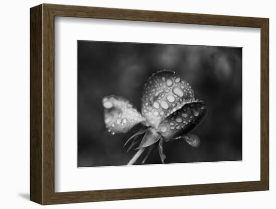 Close-up of a rose, Glendale, Los Angeles County, California, USA-Panoramic Images-Framed Photographic Print