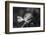 Close-up of a rose, Glendale, Los Angeles County, California, USA-Panoramic Images-Framed Photographic Print