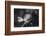 Close-up of a rose, Glendale, Los Angeles County, California, USA-Panoramic Images-Framed Photographic Print