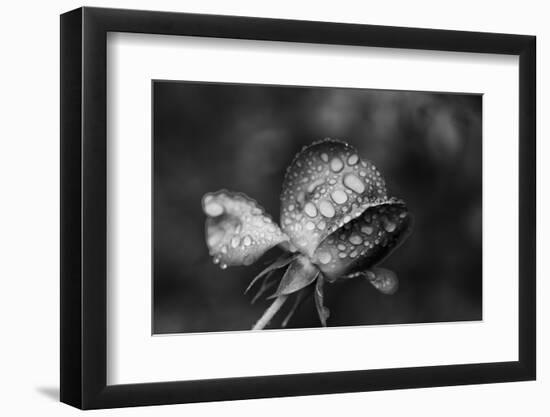 Close-up of a rose, Glendale, Los Angeles County, California, USA-Panoramic Images-Framed Photographic Print