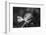 Close-up of a rose, Glendale, Los Angeles County, California, USA-Panoramic Images-Framed Photographic Print