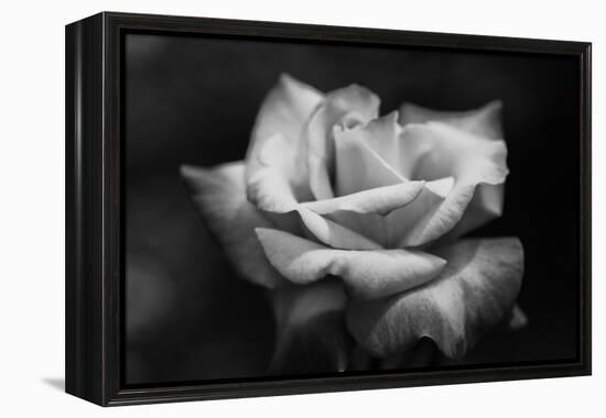 Close-Up of a Rose, Los Angeles County, California, USA-null-Framed Stretched Canvas