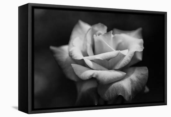 Close-Up of a Rose, Los Angeles County, California, USA-null-Framed Stretched Canvas