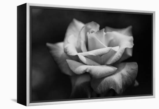 Close-Up of a Rose, Los Angeles County, California, USA-null-Framed Stretched Canvas