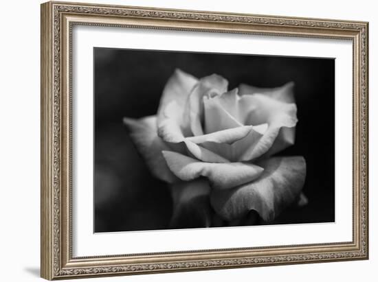 Close-Up of a Rose, Los Angeles County, California, USA-null-Framed Photographic Print