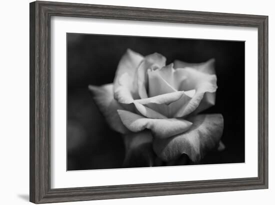 Close-Up of a Rose, Los Angeles County, California, USA--Framed Photographic Print