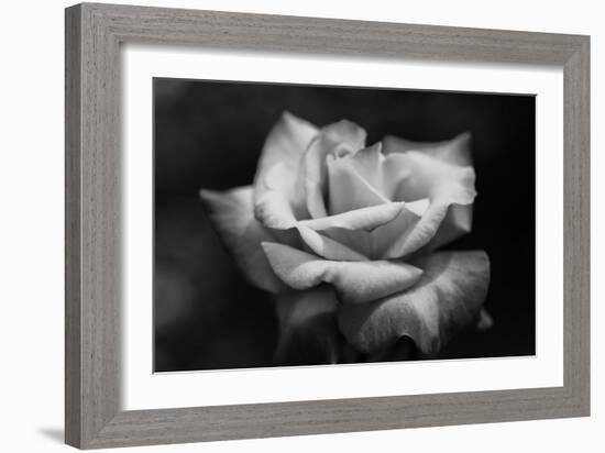 Close-Up of a Rose, Los Angeles County, California, USA-null-Framed Photographic Print