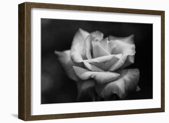 Close-Up of a Rose, Los Angeles County, California, USA--Framed Photographic Print