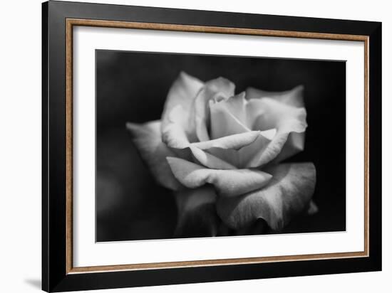 Close-Up of a Rose, Los Angeles County, California, USA--Framed Photographic Print