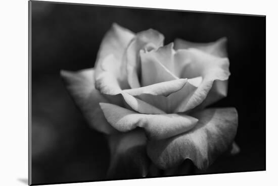 Close-Up of a Rose, Los Angeles County, California, USA-null-Mounted Photographic Print