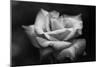 Close-Up of a Rose, Los Angeles County, California, USA-null-Mounted Photographic Print