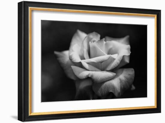 Close-Up of a Rose, Los Angeles County, California, USA-null-Framed Photographic Print