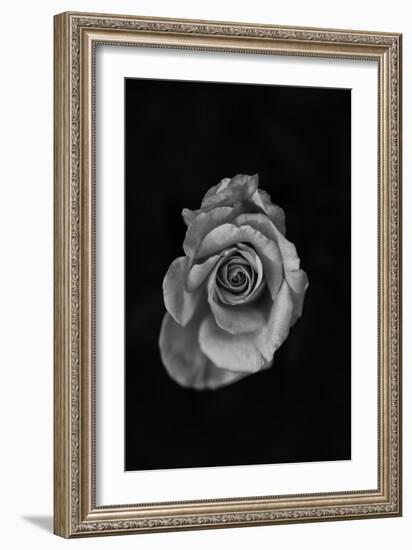 Close-Up of a Rose-null-Framed Photographic Print