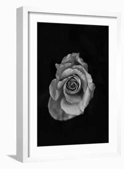 Close-Up of a Rose-null-Framed Photographic Print