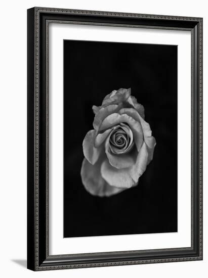 Close-Up of a Rose-null-Framed Photographic Print