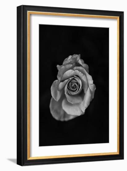 Close-Up of a Rose-null-Framed Photographic Print