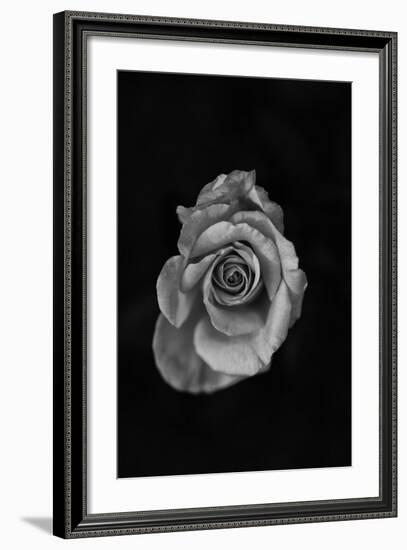 Close-Up of a Rose-null-Framed Photographic Print