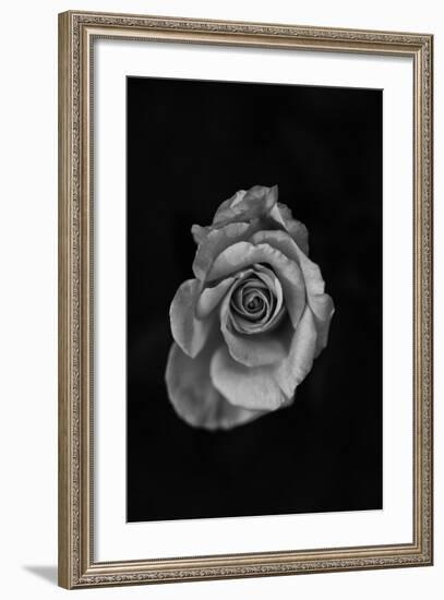 Close-Up of a Rose-null-Framed Photographic Print