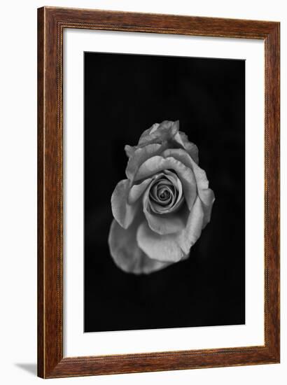 Close-Up of a Rose-null-Framed Photographic Print