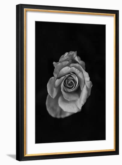 Close-Up of a Rose-null-Framed Photographic Print