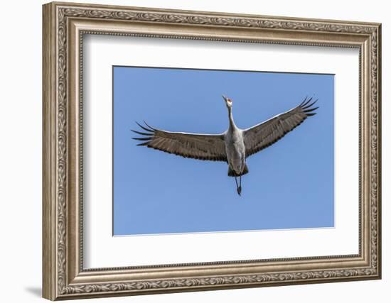 Close Up of a Sandhill Crane in Flight-Rona Schwarz-Framed Photographic Print