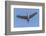 Close Up of a Sandhill Crane in Flight-Rona Schwarz-Framed Photographic Print