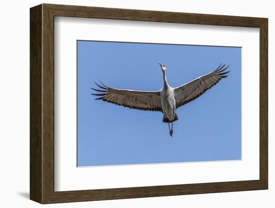 Close Up of a Sandhill Crane in Flight-Rona Schwarz-Framed Photographic Print