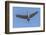 Close Up of a Sandhill Crane in Flight-Rona Schwarz-Framed Photographic Print