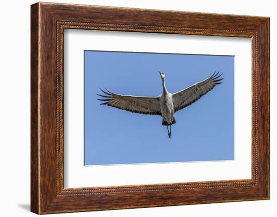 Close Up of a Sandhill Crane in Flight-Rona Schwarz-Framed Photographic Print