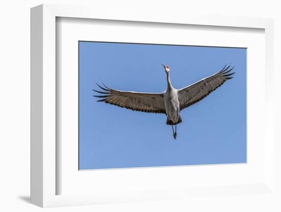 Close Up of a Sandhill Crane in Flight-Rona Schwarz-Framed Photographic Print