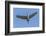 Close Up of a Sandhill Crane in Flight-Rona Schwarz-Framed Photographic Print