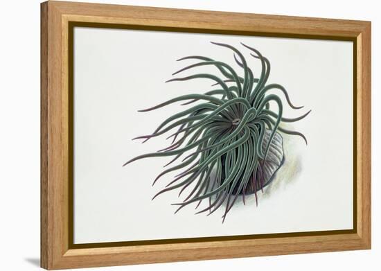 Close-Up of a Sea Anemone (Anemonia Sulcata)-null-Framed Premier Image Canvas