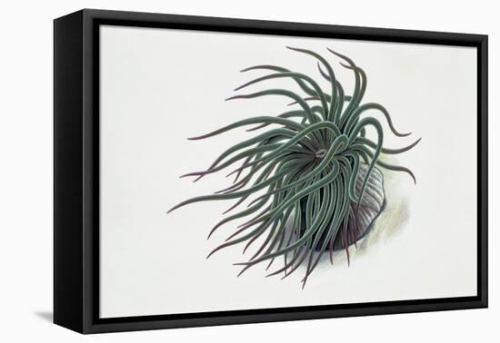 Close-Up of a Sea Anemone (Anemonia Sulcata)-null-Framed Premier Image Canvas