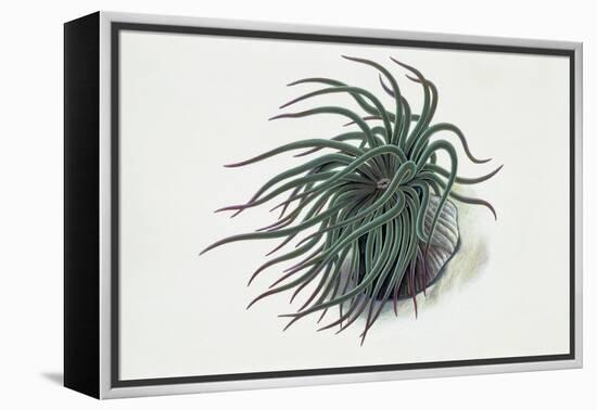 Close-Up of a Sea Anemone (Anemonia Sulcata)-null-Framed Premier Image Canvas