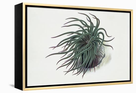 Close-Up of a Sea Anemone (Anemonia Sulcata)-null-Framed Premier Image Canvas