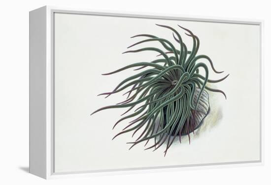 Close-Up of a Sea Anemone (Anemonia Sulcata)-null-Framed Premier Image Canvas